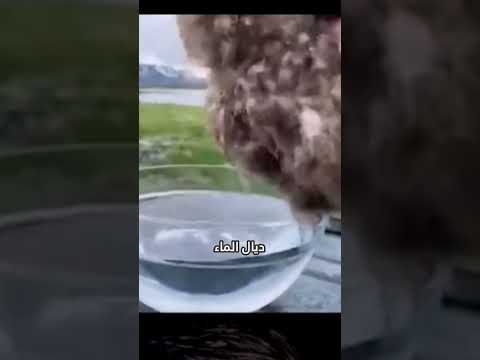 أغلى ريش فالعالم