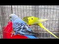 ​🐦 Ultimate Budgie Care Guide: How to Keep Your Parakeets Happy &amp; Healthy🦜#birds #budgies #youtube 