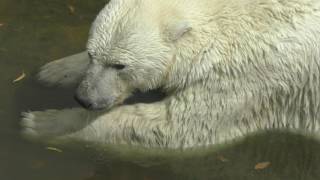 Uslada (Услада/ウスラーダ) the Polar Bear, feeling comfortable in pouring water, at Leningrad Zoo, Russia