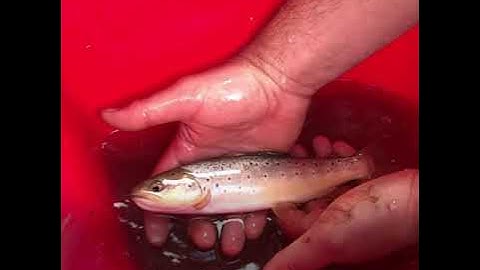 Week on the network - 24/08/19