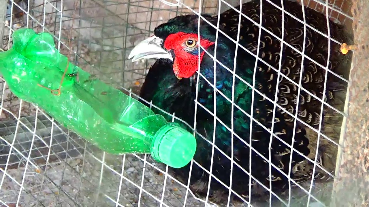 TUAHANLAH YANG MELUKIS INDAHNYA WARNA BULU BURUNG YouTube TUAHANLAH YANG MELUKIS INDAHNYA WARNA BULU BURUNG YouTube