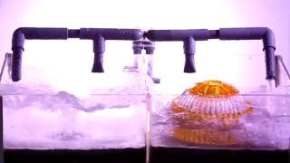 超速排水罩-單邊有落葉版 (防颱、防積水、防滲漏剋星、專利落水頭(可耐17級風)、免施工)