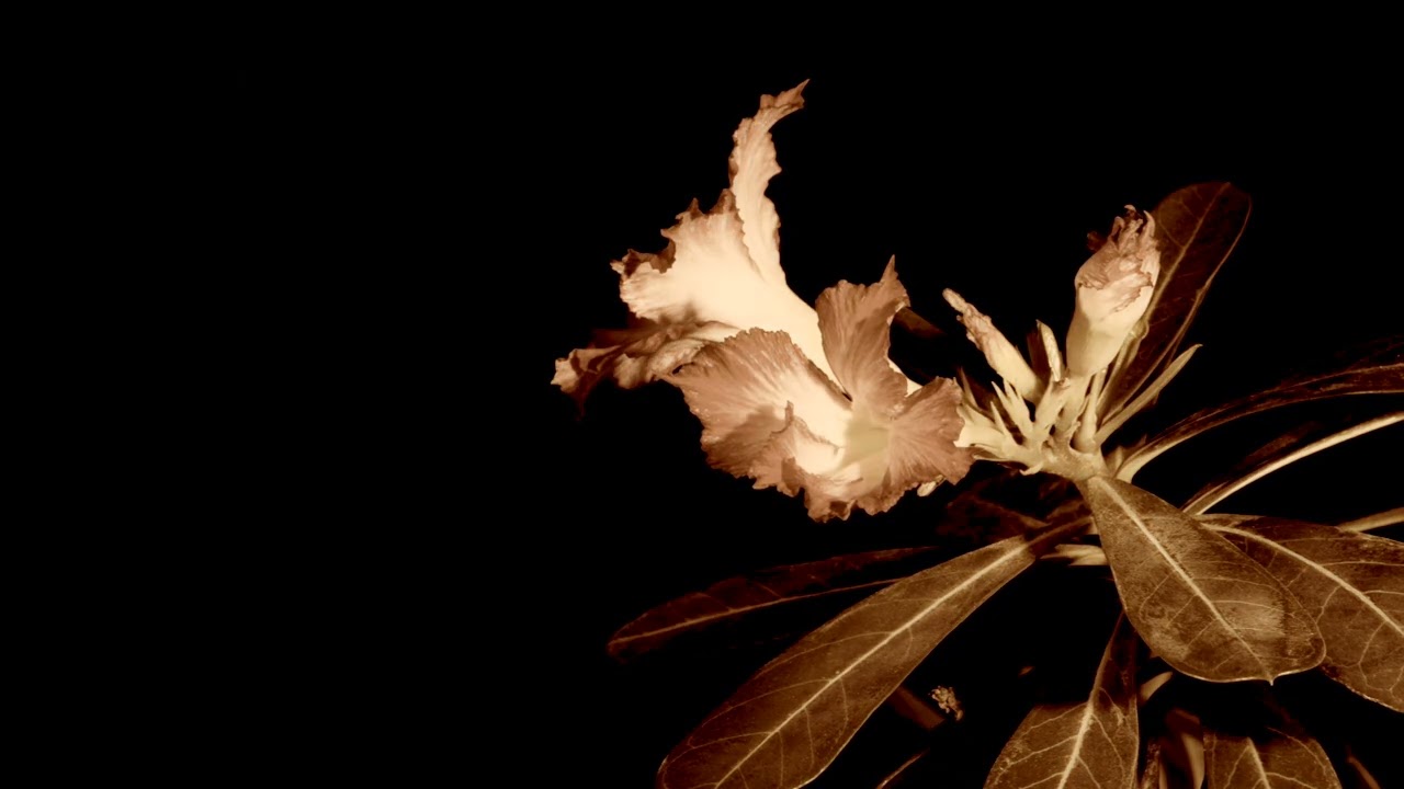 Watch Phillip LaRue - Desert Rose (Official Lyric Video) on YouTube Watch Phillip LaRue - Desert Rose (Official Lyric Video) on YouTube