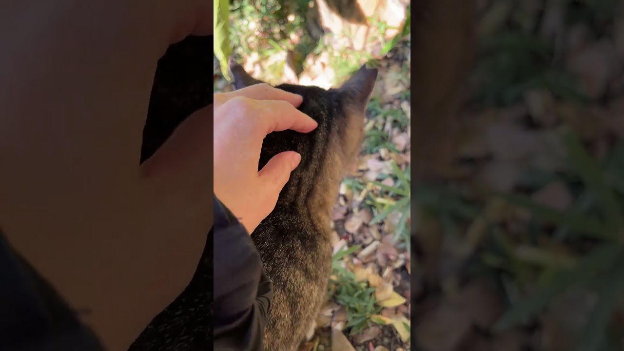 【ノーブラ散歩】紅葉を見に来たのに猫をずっと見てしまった32歳レス妻 #ノーブラ #サレ妻 #横浜