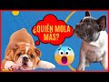 Bulldog Francés VS Bulldog Inglés ¿Cúal es tu compañero perfecto?