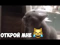 Кот ругается😹 Открой мне! Говорящий кот
