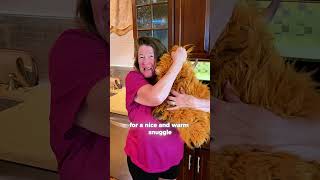 Coziest Plush Ever 😍 Highland Cow Weighted Stuffed Animal (Heatable + Microwavable!)