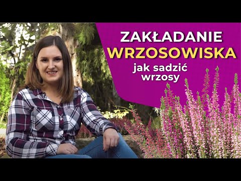 Wideo: Rozmnażanie roślin wrzosu - ukorzenianie sadzonek wrzosu i rozmnażanie nasion wrzosu