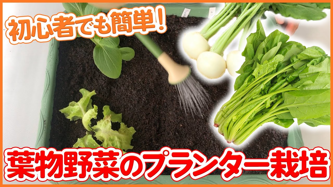 プランター栽培 初心者におすすめ 葉物野菜のプランター栽培 植え方 育て方 レタス チンゲン菜 カブ 小松菜 ほうれん草 Youtube