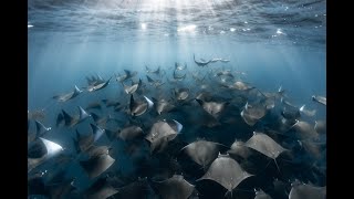 hidden wonders new for world shootout 2020