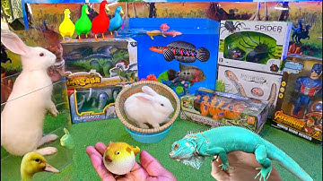 Bắt cá cảnh dễ thương, gà cầu vồng, thỏ, cá koi, cá lóc, cá da trơn, cá vàng