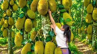 Jackfruit harvesting, jackfruit cake recipe and dried jackfruit - Enjoying boiled taro stems