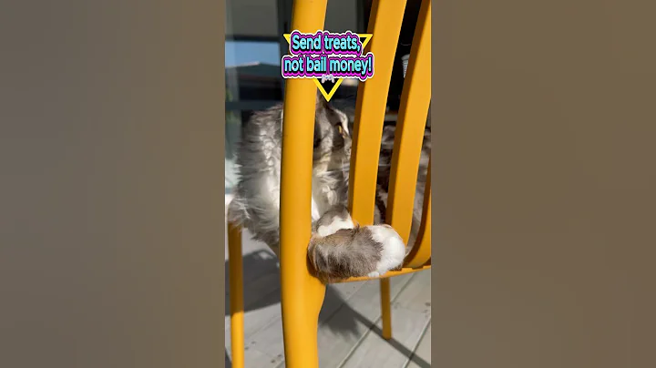 Video 11759391: mainecooncat mainecoons, funnycats mainecooncat, mainecooncat catlife, funnycatvideos mainecoons, maine coon