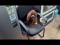 Golu Toy Poodle Dog Breed full happy @dogloverprakash