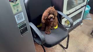Golu Toy Poodle Dog Breed full happy @dogloverprakash