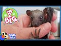 All This Baby Bat Wants to Do Is Fly | Animal Videos For Kids | Dodo Kids Baby to Big