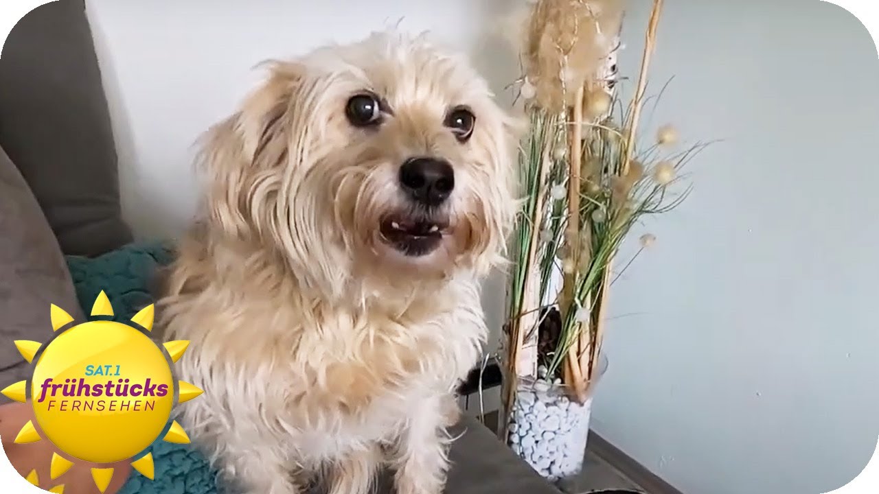 Vom eigenen Hund gebissen - was war der Auslöser dafür? | SAT.1 Frühstücksfernsehen