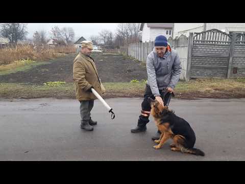 Команда "свой-чужой" дрессировка на охрану Арчи овчарка