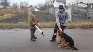 Commands "Bad man-Stop" security training Archi German Shepherd