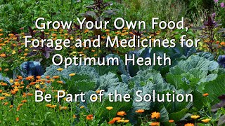 Grow Your Own Food, Forage and Medicines for Optimum Health || Be Part of the Solution ||