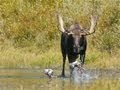 Bull Moose Encounter