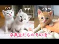 卒業していった子猫たちの近況報告です【保護猫】