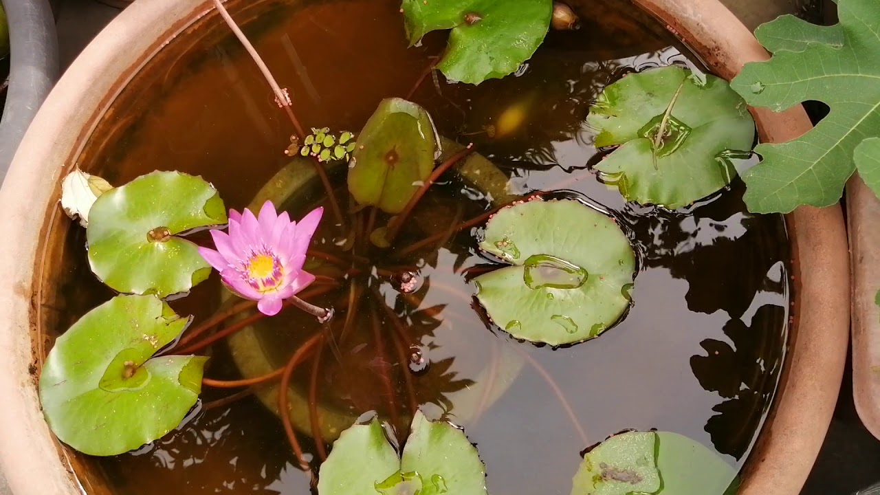 戶外生態缸 如何維持蓮花盆水的乾淨 How To Keep Water Lily Pot Cleaning Youtube 戶外生態缸 如何維持蓮花盆水的乾淨 How To Keep Water Lily Pot Cleaning Youtube