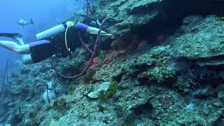Cayman Islands Lionfish Culling