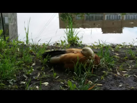 Βίντεο: Μικροσκοπικός κήπος στο περβάζι