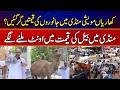 Kharian Ki Maveshi Mandi Mein Prices Kam Ho Gayi | Bull Ki Price Mein Camel | News Alert