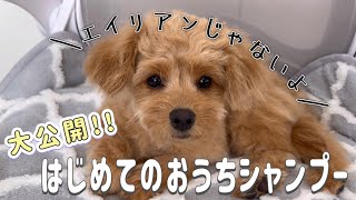 【可愛すぎる】はじめてのおうちシャンプーで緊張しすぎた子犬のポメプー