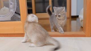 Neither one is backing down! This kitten brothers' fight is way too intense 🤣