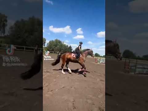 Wideo: Co to jest jeździectwo?