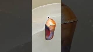 Nature 🦋 #viral #nature #butterfly #1000subscriber #share