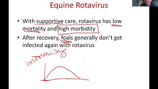 rotavirus in foals