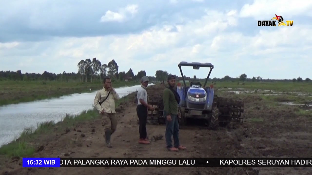 POKTAN RAWA SUBUR BERSAMA BABINSA TAMBAN CATUR PANEN PERDANA - KABAR 17 DAYAK TV