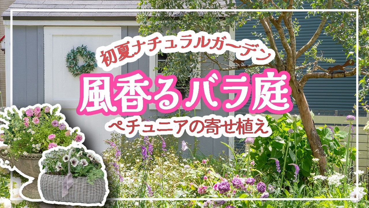 バラ香る初夏の庭🌿ペチュニア寄せ植え🌿咲き始めた薔薇と宿根草🌹小屋