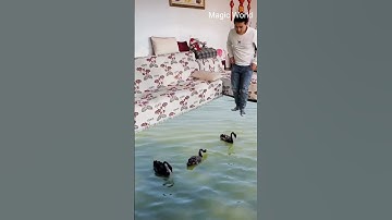 duck river magic green screen 😲 3d Special effects | 3d animation | future technology imagination