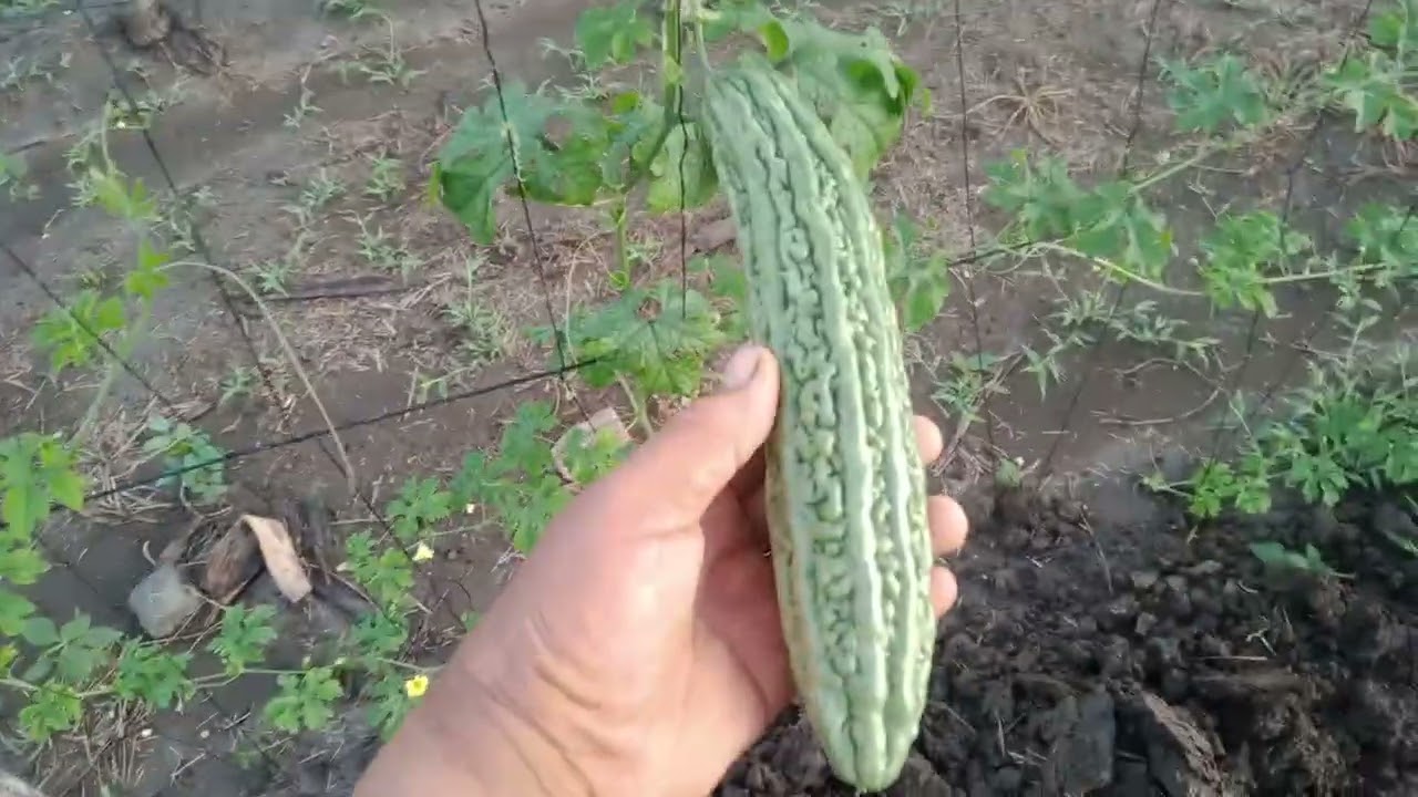 Puntahan natin Ang ampalaya nating na lubog sa baha