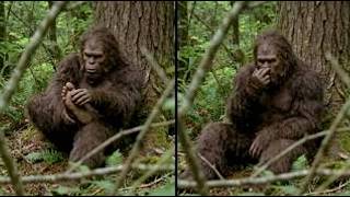 Bigfoot Encounters Hit Oregon In 5 Days… The Last One Changed Everything!