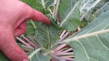 How Identify and Treat Whiteflies in Your Vegetable Garden: Hose, Soap & Oil, 3 Cycles - TRG 2015