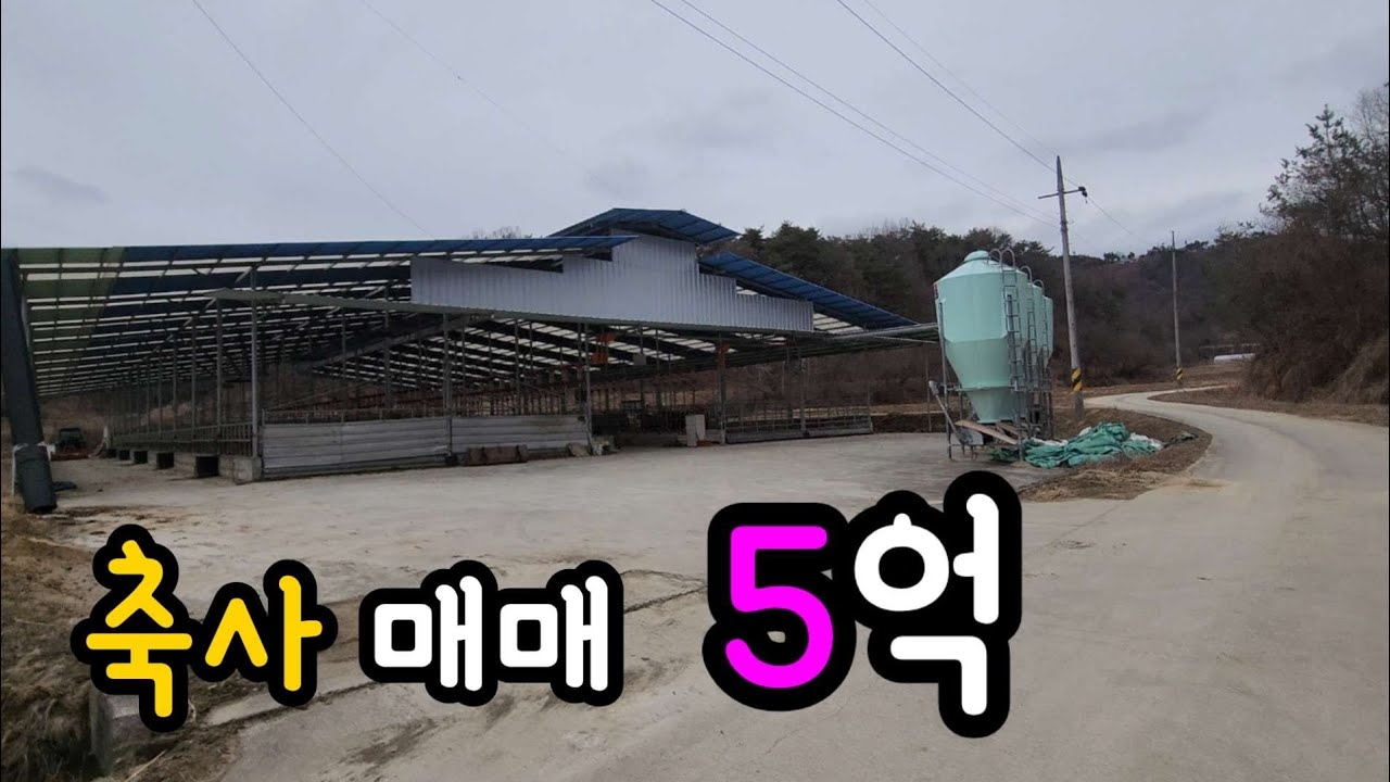 [매물번호 388] 200두 우사 주변환경 깨끗| 영주시 부석면 축사매매 | 영주옥토부동산 054.631.6100 