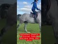 Serious Pony For Sale Showjumpingpony Eventpony Youridewedrive Serious Pony For Sale Showjumpingpony Eventpony Youridewedrive