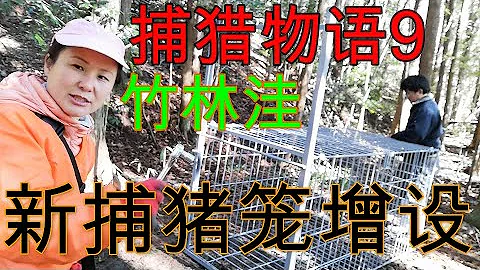 【日本捕獵物語9】野豬成群吃誘餌的竹林窪，放上新的捕豬籠，野豬和獵師的較量開始啦！！ - 天天要聞