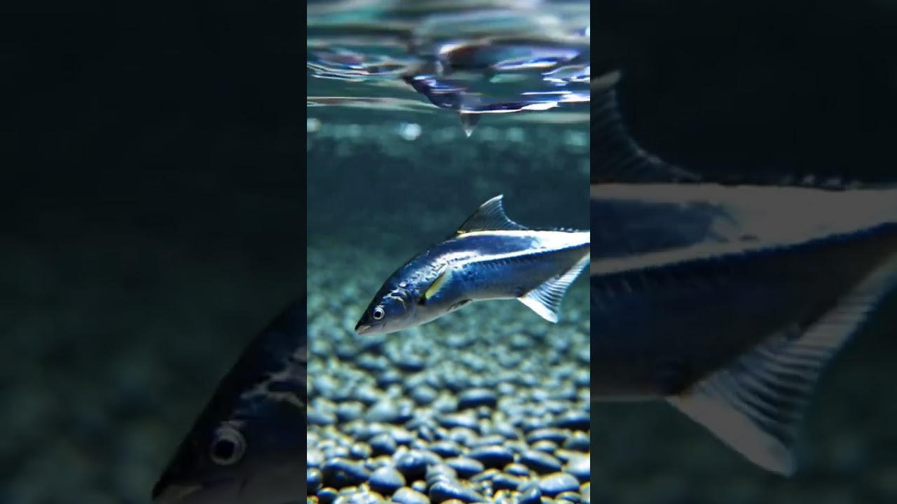 ⁣Aqua life #anime #cartoon #fish #life #environment #trending #ai #love #trendingshorts #aquarium #op