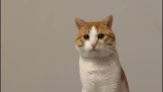 Meme Cat/Kucing Oi oi oi