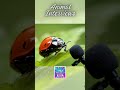 Animal Interviews: Hilarious &amp; Heartwarming Conversations with Our Friends