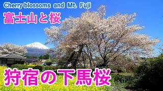 静岡県 狩宿の下馬桜と富士山 日本五大桜 Kariyado No Geba Zakura And Mt Fuji Shizuoka Japan 日本の桜名所 Youtube