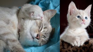 Cute cats completion this cats are look like amazing #$.nobody stop his or her emotion for this cats