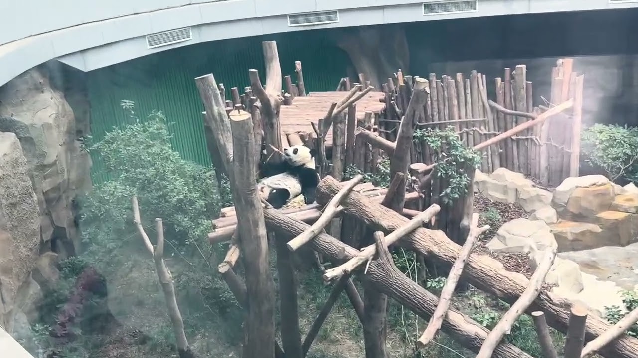 Explore the giant panda breeding base in China.